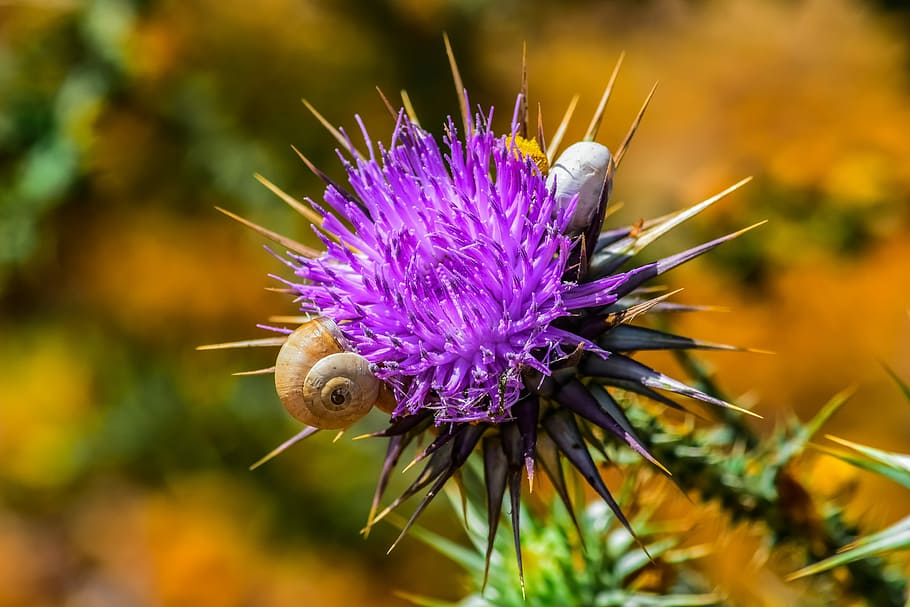 nature, prickly, thistle, flower, spine, snail, purple, spiny, spring, thorn