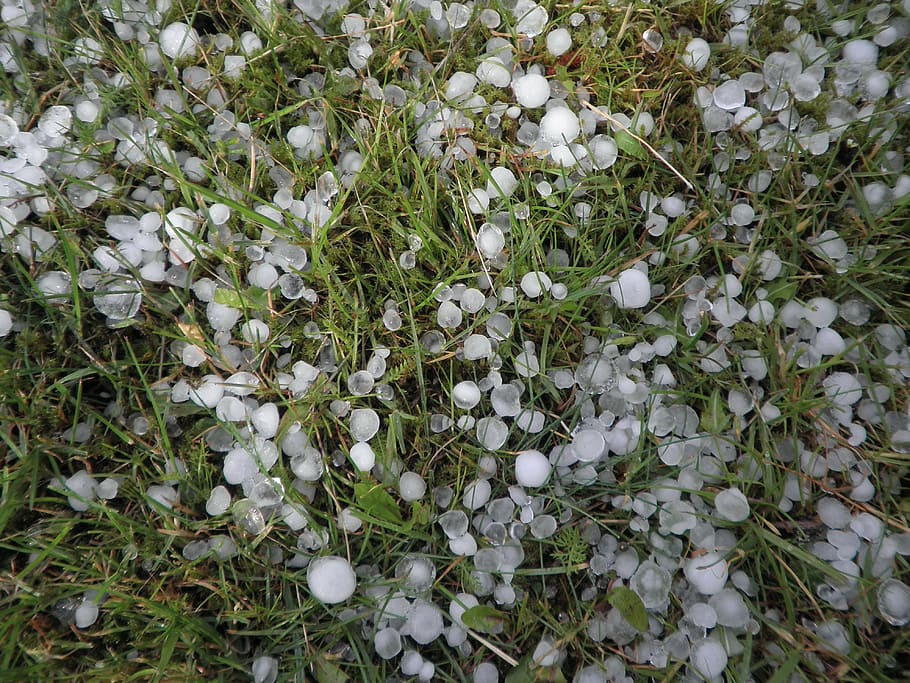 hail, hailstones, weather, weather in june, storm, precipitate, grass, rush, plant, beauty in nature