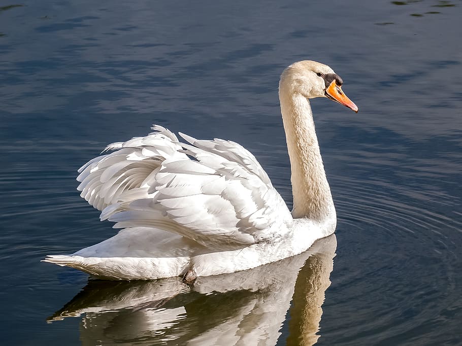 Mute Swan, Water Bird, swan, bird, nature, animal, animals in the wild, one animal, white color, animal themes