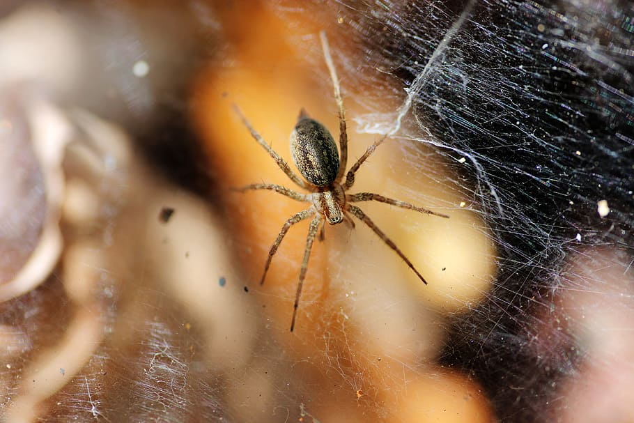 Spider, Spiderweb, Net, Danger, Closeup, insect, fear, arachnophobia, arachnid, close-up