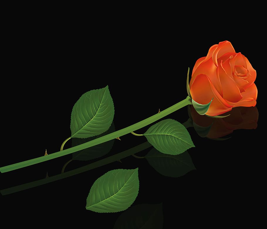 orange, rose, black, background, plant, leaf, flower, nature, rosa, flowers