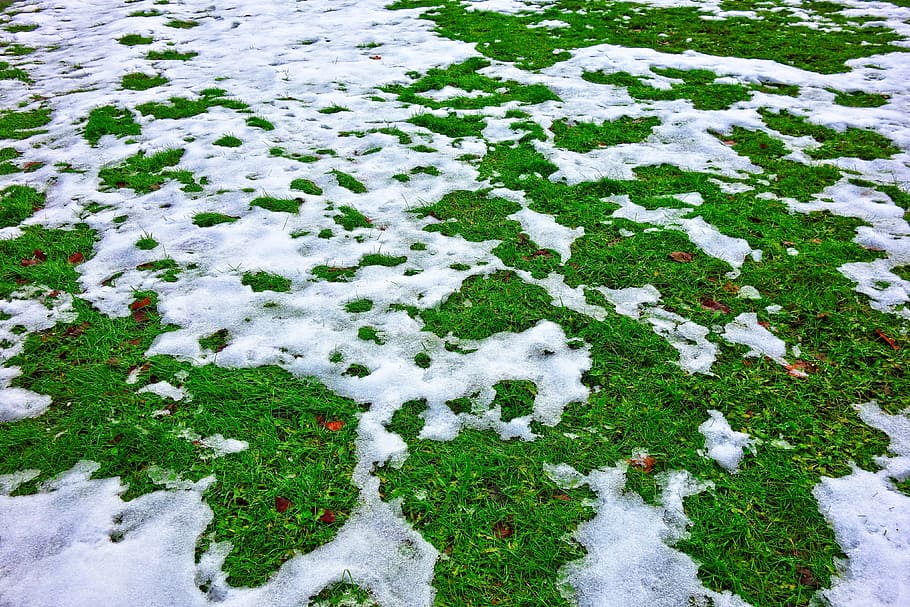 snow, melting snow, winter, snow on grass, melting, grass, cold temperature, white color, high angle view, plant