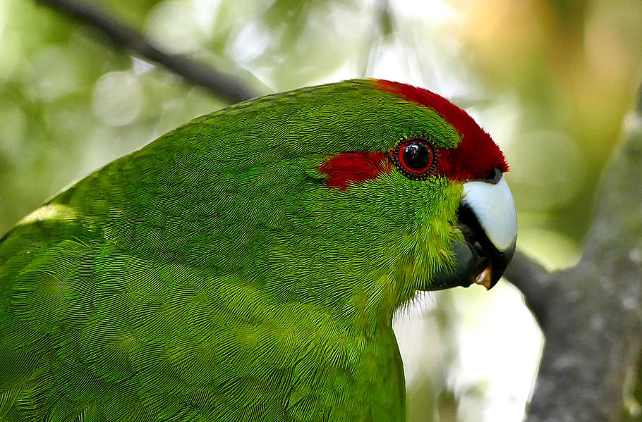 green, parrot, close up, tropical, bird, wildlife, animal, nature, outdoors, trees