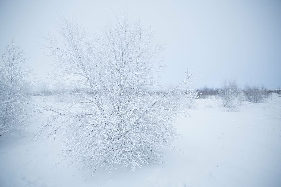 leafless sapling, covered, snow, leafless, tree, time, plant, branch, winter, cold