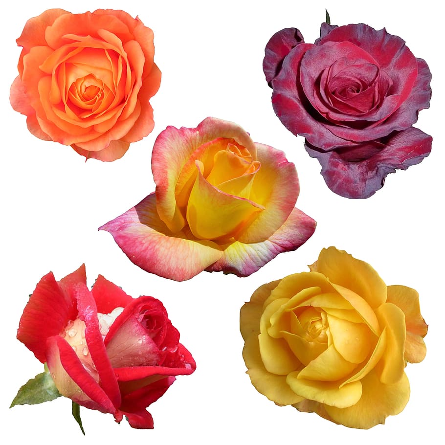 five, assorted-colored roses collage, roses, collage, collection, isolated, white, background, flowers, floral