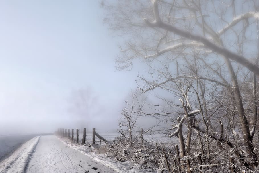 fog, winter impressions, wintry, snow, cold, winter, winter magic, snowy, tree, bare tree