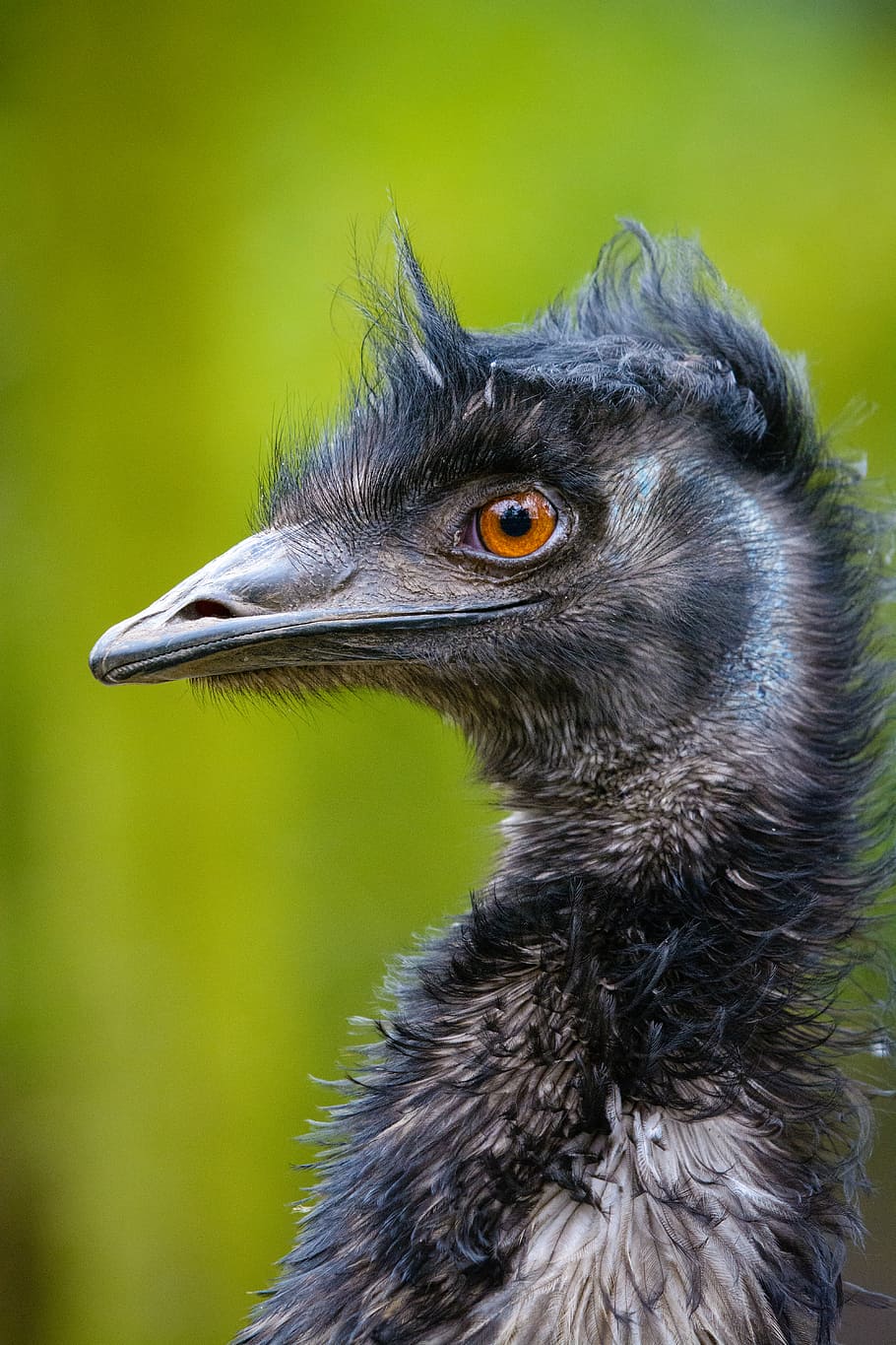 Emu, selective, focus, photography, bird, animal, animal themes, one animal, vertebrate, animals in the wild