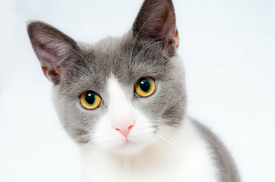 white, gray, short-coated cat, cat, pet, animal, domestic, fur, portrait, cute