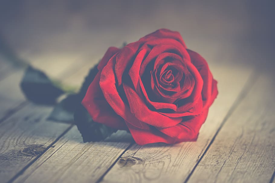 Valentine's Day, single, red, rose, flower, lover, symbol, love, red rose, red roses