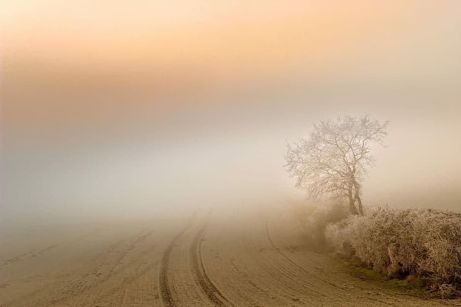 landscape photography, road, tree, fog, dawn, landscape, sunset, nature, structure, field