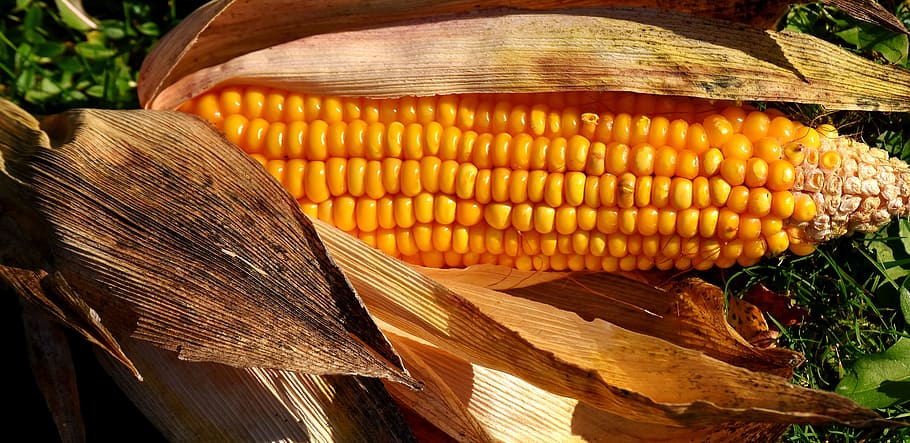 corn cob, dried, leaves, corn, vegetables, food, corn on the cob, plant, summer, vegetable mais