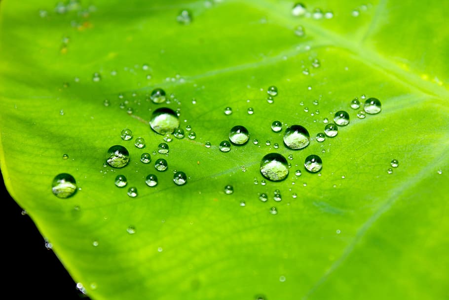 droplets, water, leaf, pattern, macro, nature, waterproof, drop, wet, freshness