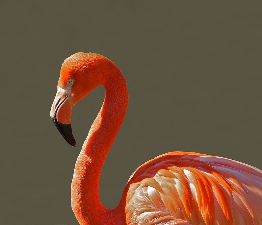 close-up photo, flamingo, long, beak, red bird, bird, pink, tropical, color, macro
