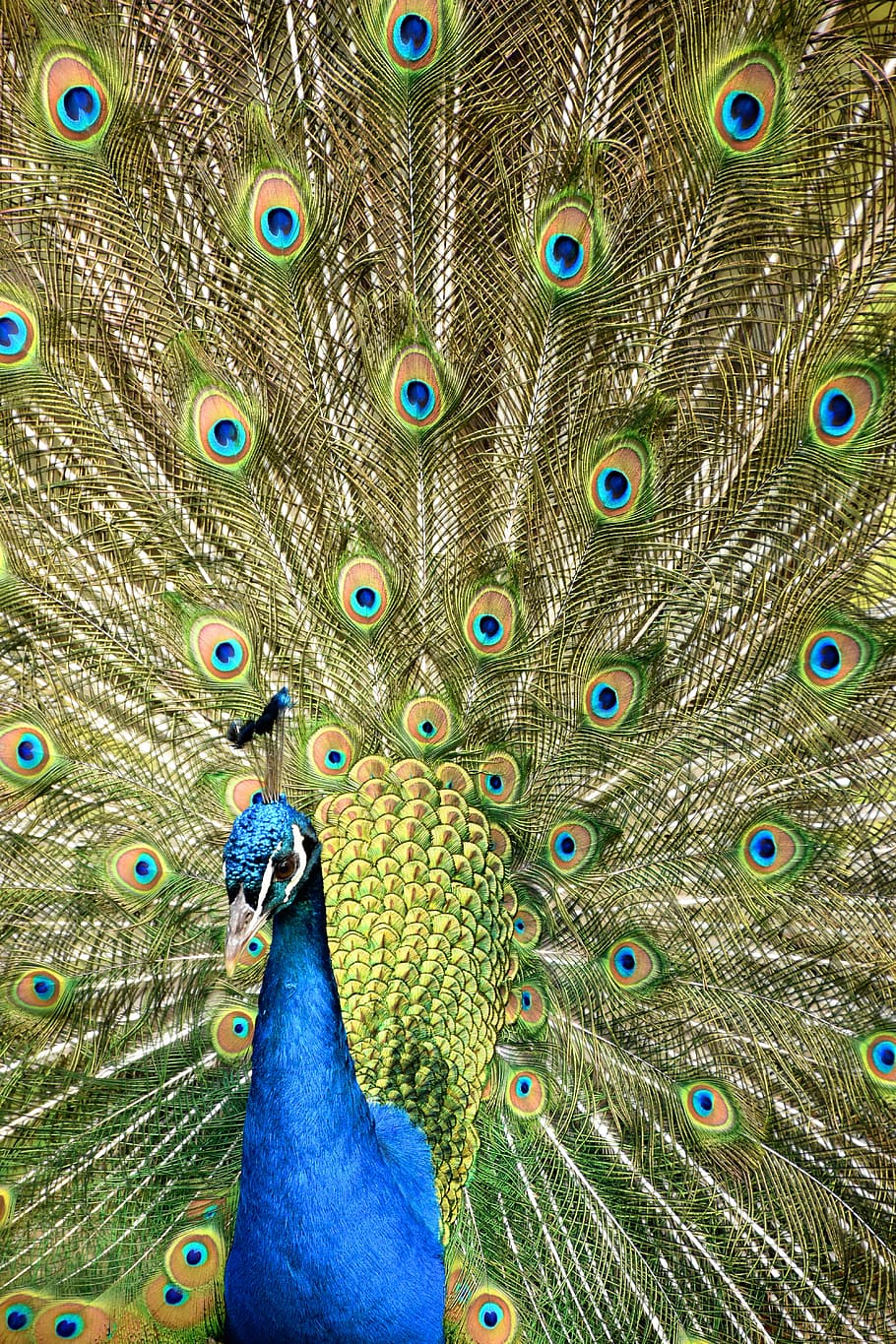 peacock, wheel, zoo, bird, nature, feathers, animals, animal, majestic, blue