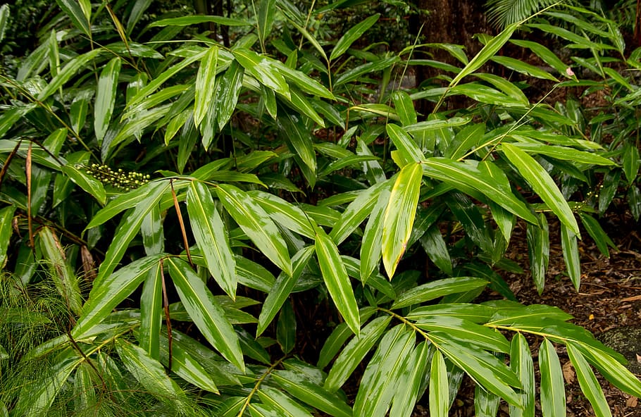 Native, Ginger, Alpinia Caerulea, Leaves, native ginger, wet, shiny, rainforest, rain, forest