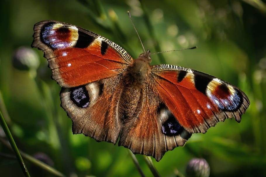 multicolored moth, multicolored, moth, peacock butterfly, butterfly, insect, wildlife, animal, closeup, wing
