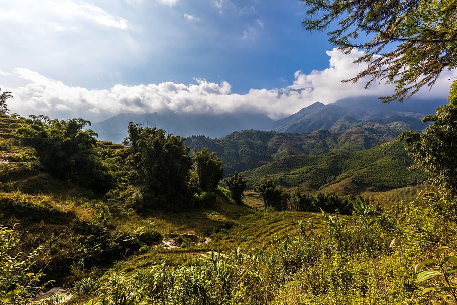 nature, landscape, tree, mountain, sky, sapa, vietnam, rice fields, rice, rice terraces