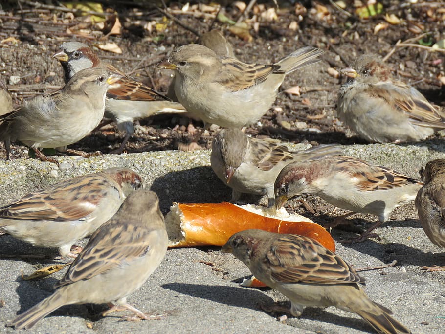 Маленькая группа птиц. Крендельки птички. Что ест сорока в природе.