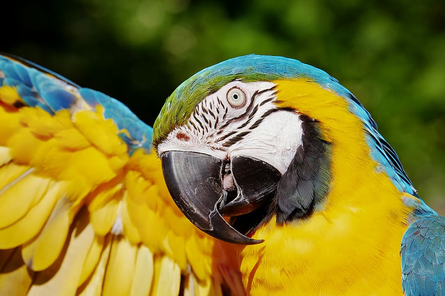 golden blue macaw, ara, yellow macaw, parrot, bird, animal, colorful, exotic, nature, feather