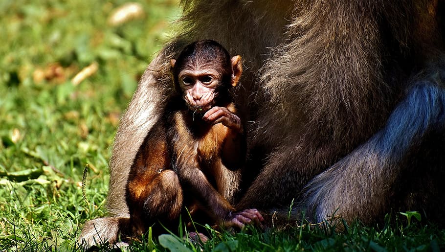 Baby Monkey, Barbary Ape, especies en peligro de extinción, mono mountain salem, animal, animal salvaje, zoológico, hierba, fauna animal, animales salvajes