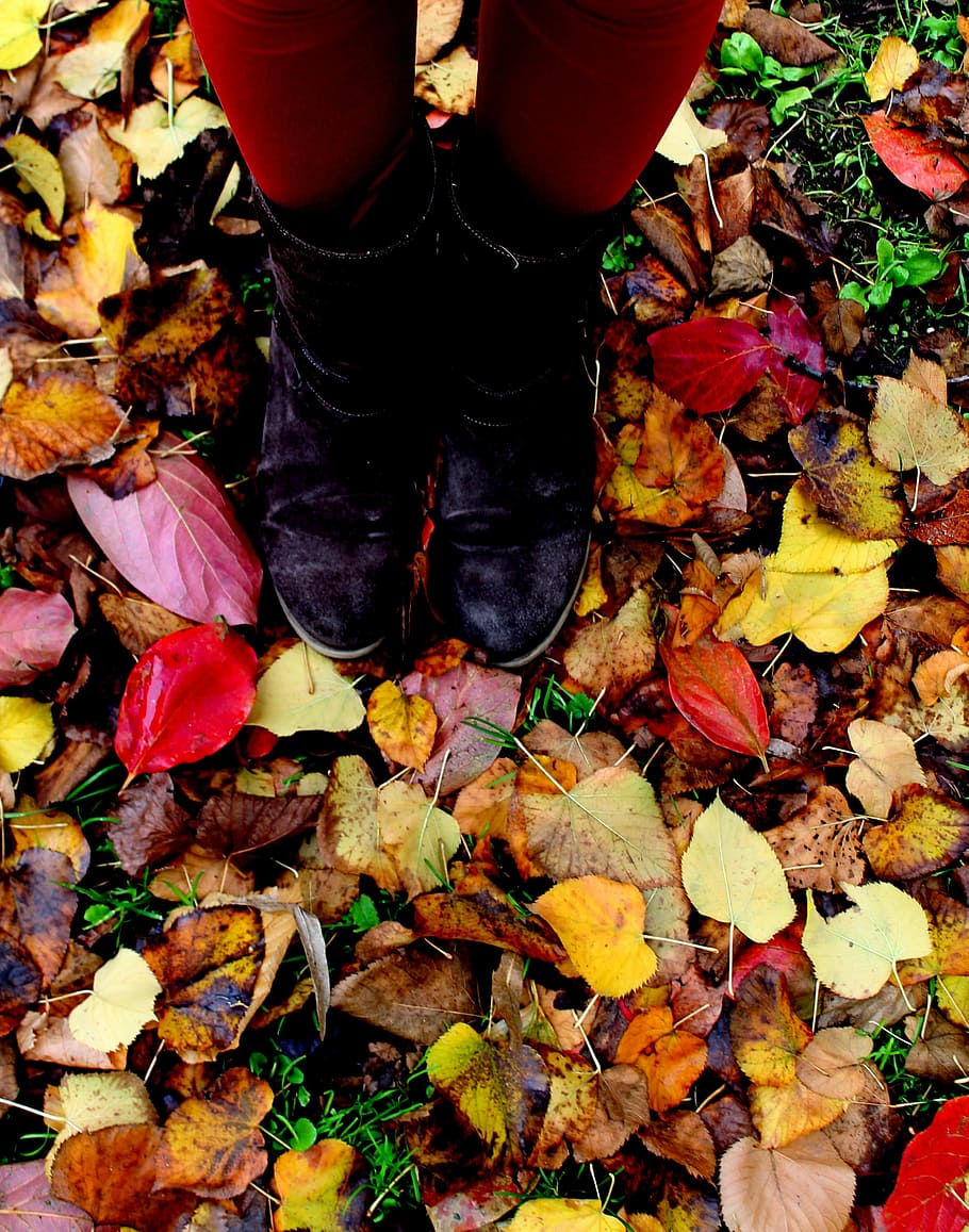 葉, 秋, 足, プラート, 植物部分, 低断面, 変化, 一人, 人間の脚, 立っている