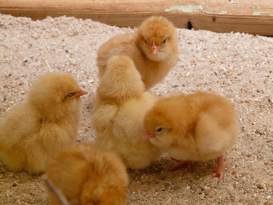 five yellow chicks, Chicks, Chickens, Hatched, Young Animal, animal, creature, cute, fluffy, fluff