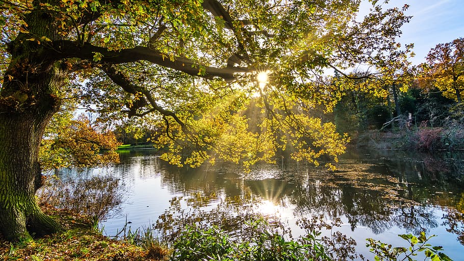 lake, tree, sunrise, autumn, sunrays, radiance, reflections, yorkshire, leaves, sun star