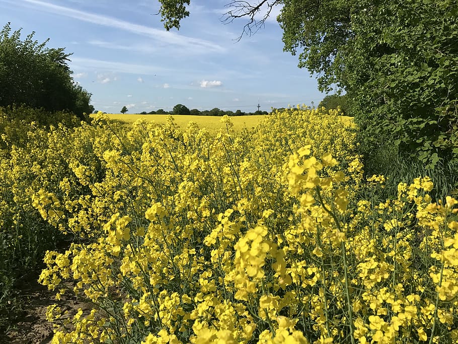 sky, nature, yellow, field of rapeseeds, spring, rape blossom, oilseed Rape, agriculture, summer, rural Scene