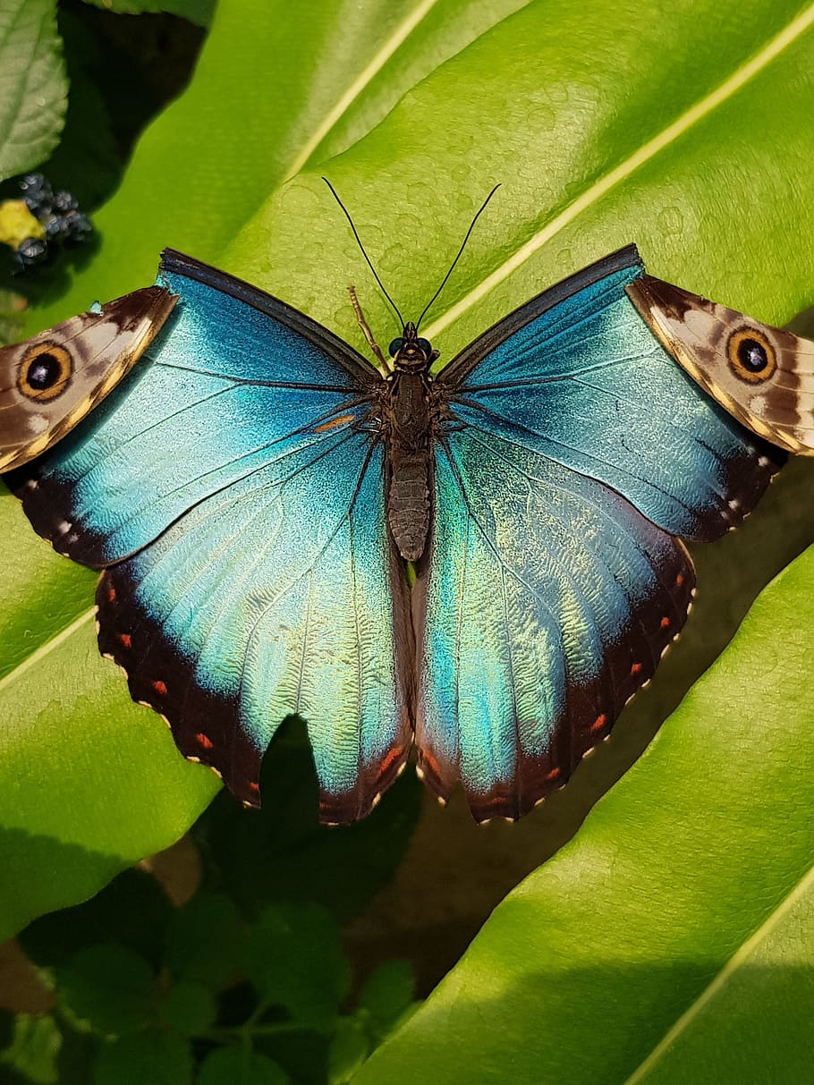 borboleta, tropical, ensolarado, quente, azul, natureza, animal, percevejo, ao ar livre, inseto