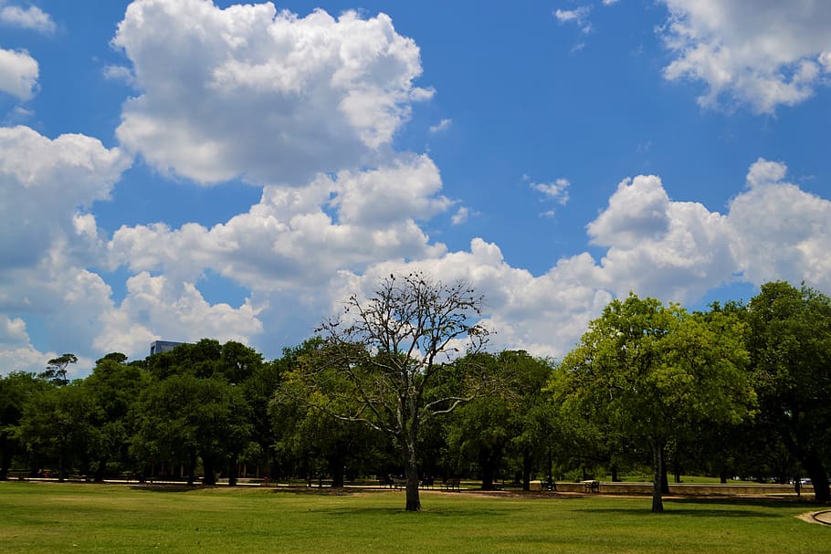 national park, houston, texas, forest, trees, scenic, blue, sky, perfect, day time