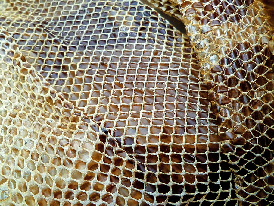 brown, closeup, Snakeskin, Reptile, Dried, Shedding, texture, animal themes, beehive, honeycomb