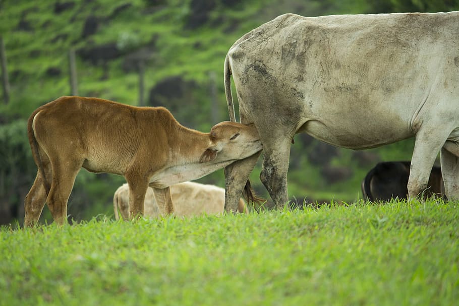 calf, feeding, cow, mother, pasture, baby animal, nature, cattle, animal, animal themes