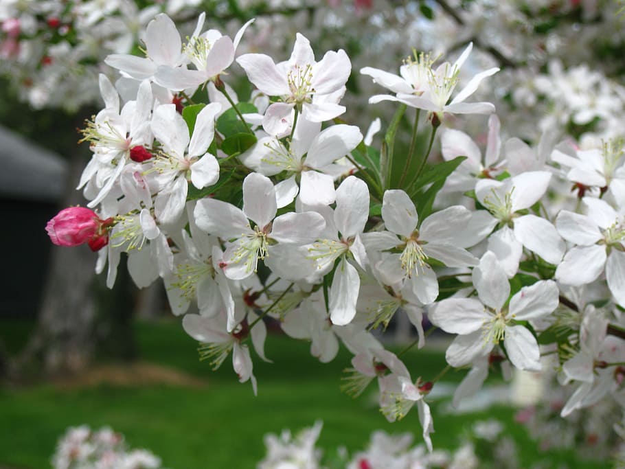 crab apple, blooms, spring, blossom, apple tree blossom, pink, nature, outside, close-up, crab apples