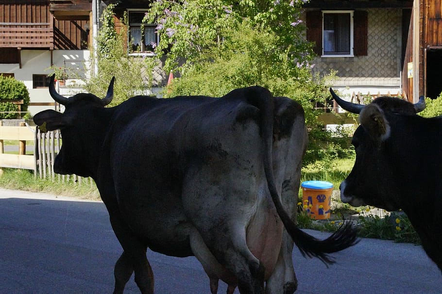 牛, 通り, 帰り道, 通りの牛, アルゴイ, 農場, 夏, 乳牛, 帰宅限界, 動物のテーマ