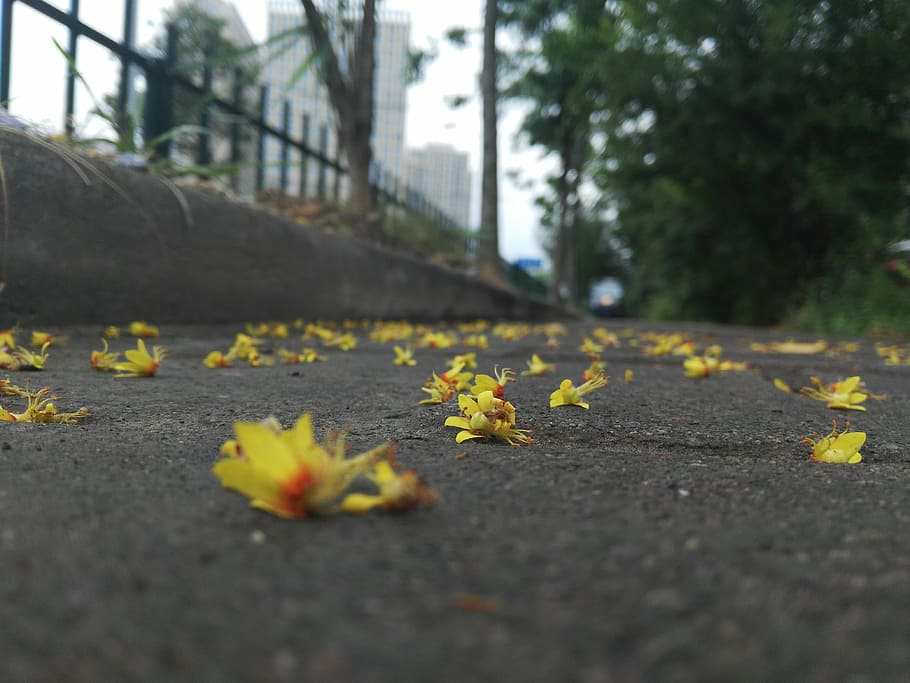 flower, fallen flowers, shame the spring, yellow, plant, flowering plant, nature, selective focus, beauty in nature, growth