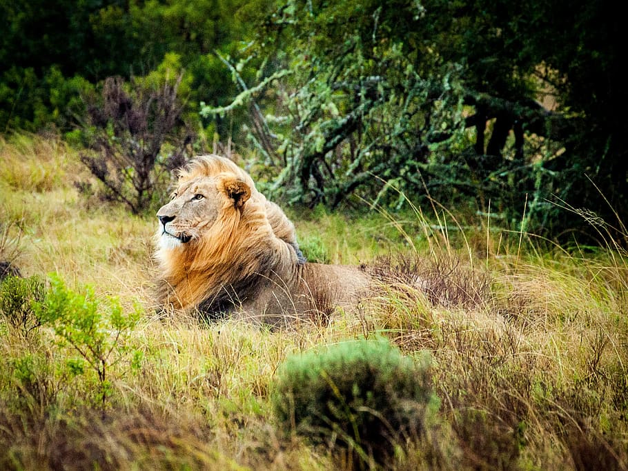 lion, forest, south africa, safari, wildlife, wildcat, savannah, cat, king, nature