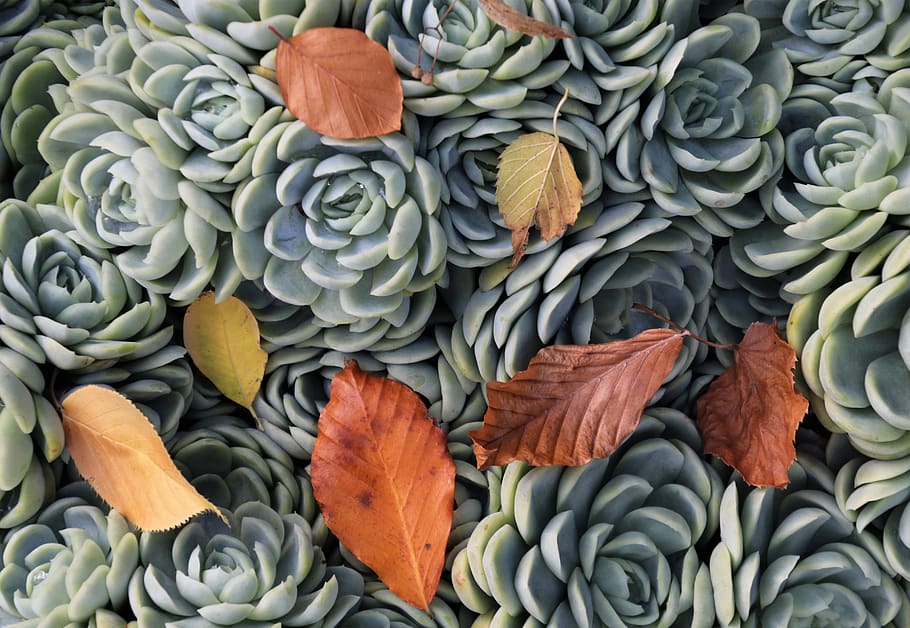 succulents, autumn leaves, plant, garden, in the fall, ruffled, back light, dry leaf, a fat plant, growth