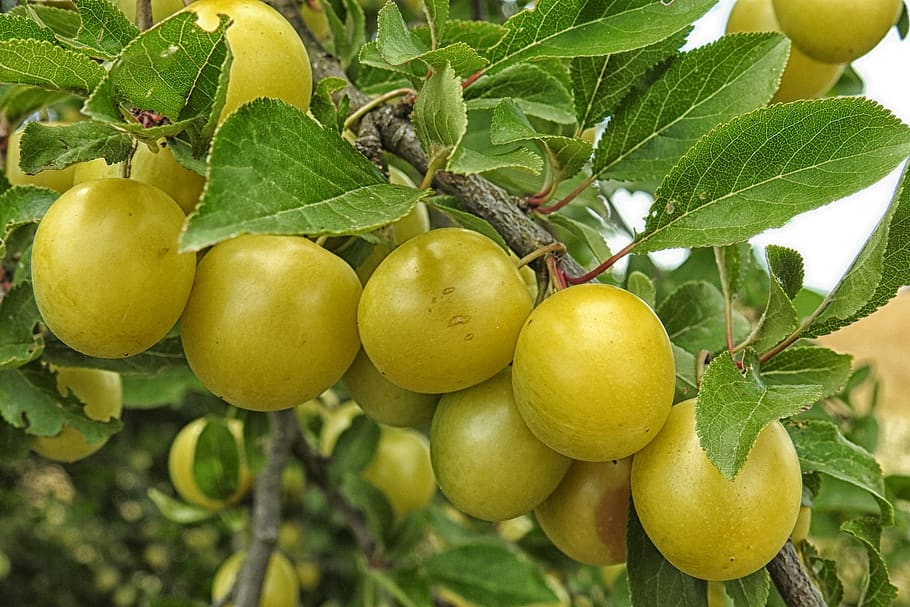 mirabelle plum tree, yellow plums, fruit, fruit tree, healthy eating, leaf, food, plant part, food and drink, tree