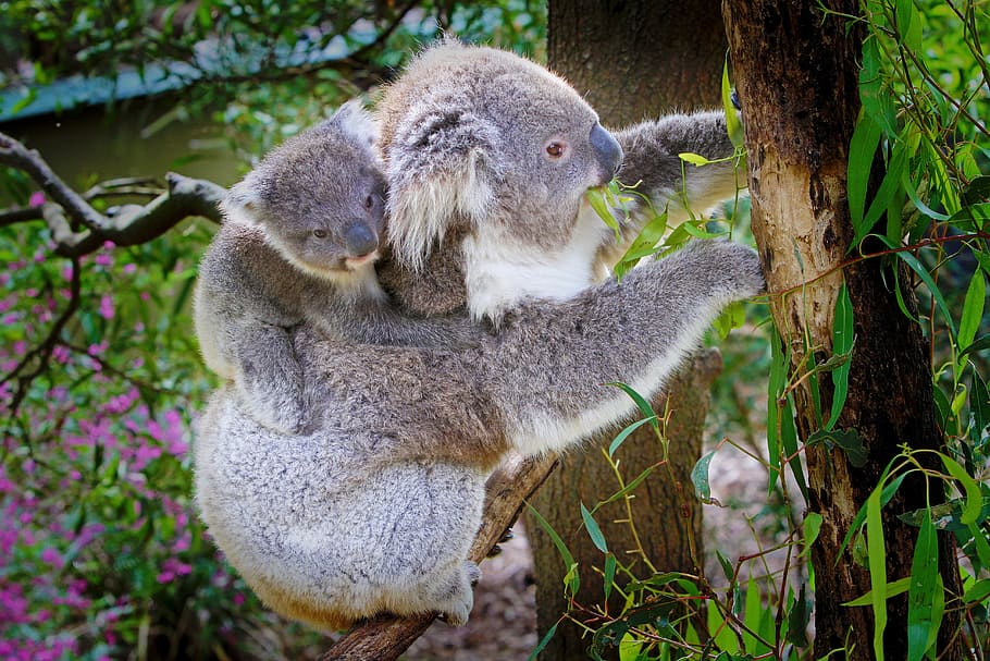 two, bears, sits, tree branch, daytime, gray, Koala, tree, day, time
