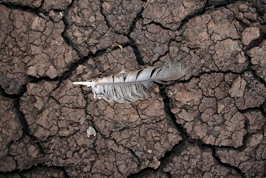 Drought, Mud, Feather, Dry, Nature, warming, weather, surface, earth, environment