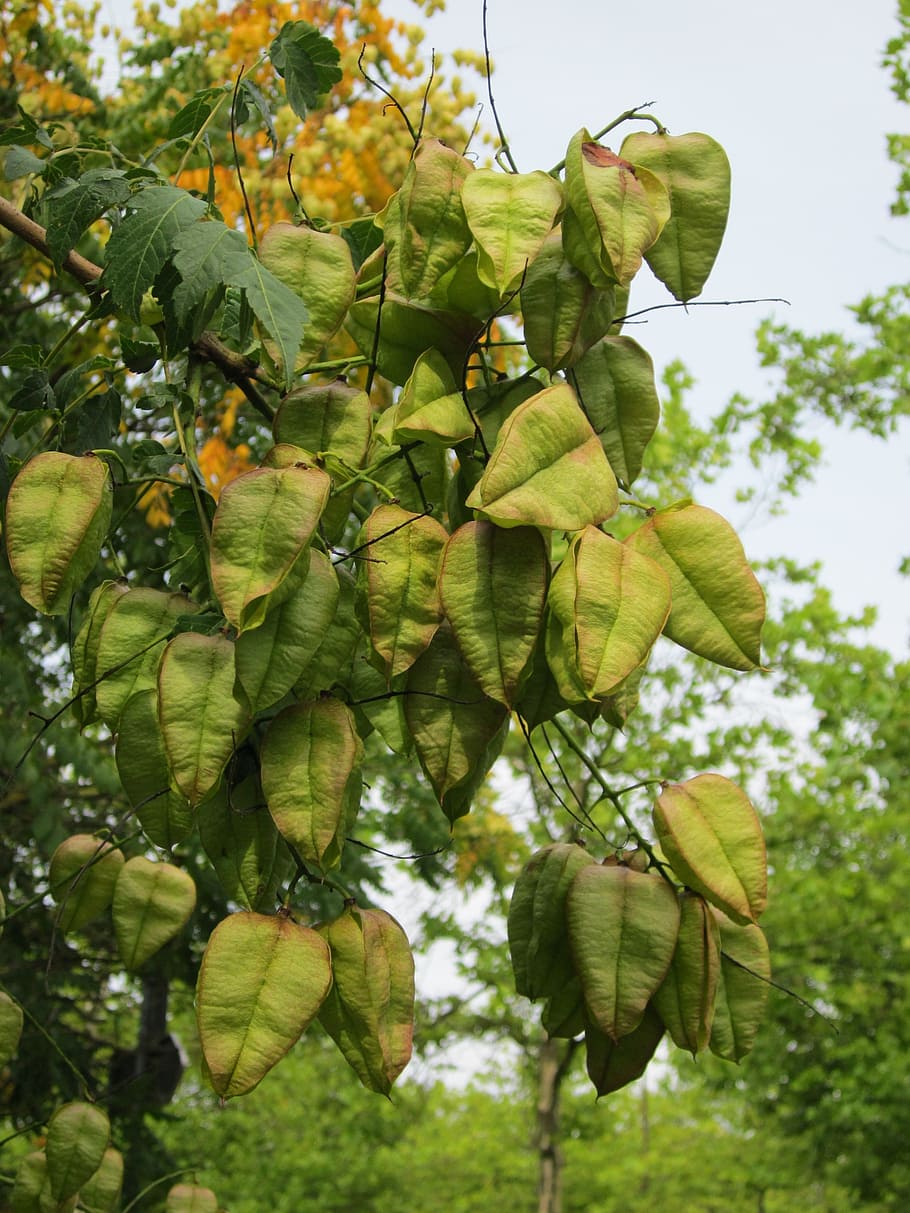 koelreuteria paniculata, árbol de goldenrain, árbol de china, orgullo de la india, árbol de barniz, flora, botánica, árbol, planta, especies