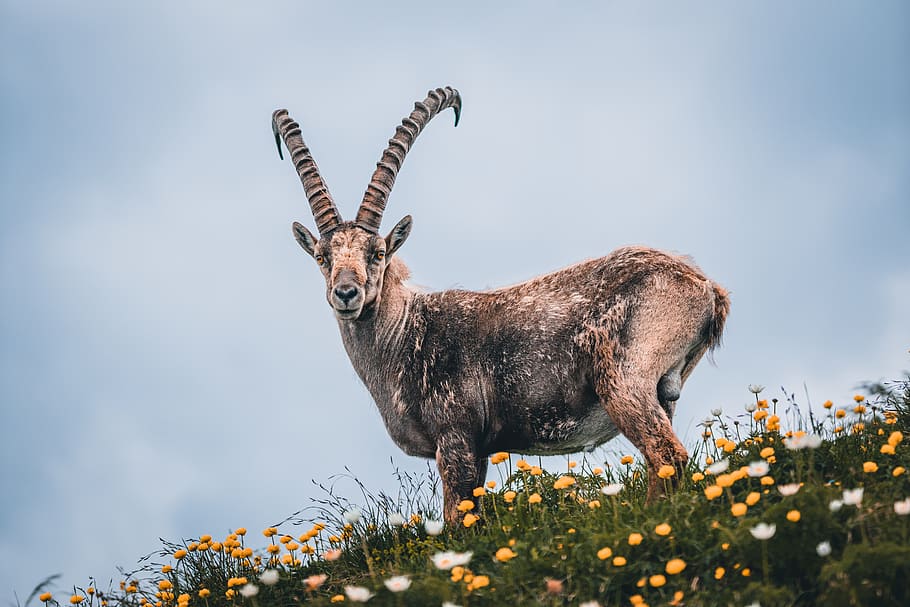 capricorn, alpine, switzerland, mountains, hiking, horn, animal, nature, wild animal, horns