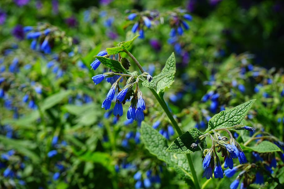 Consuelda áspera, flor, azul, symphytum asperum, matricaria del Cáucaso, raublattgewächs, boraginaceae, flora, plantas, flores