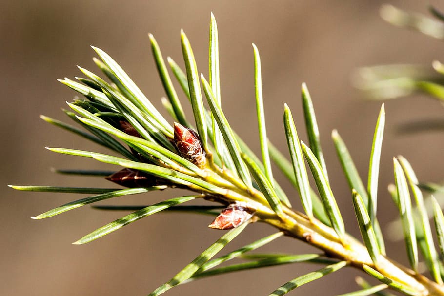 pine needles, spring, frühlingsanfang, spruce, picea, genus, pine family, western, common spruce, picea abies
