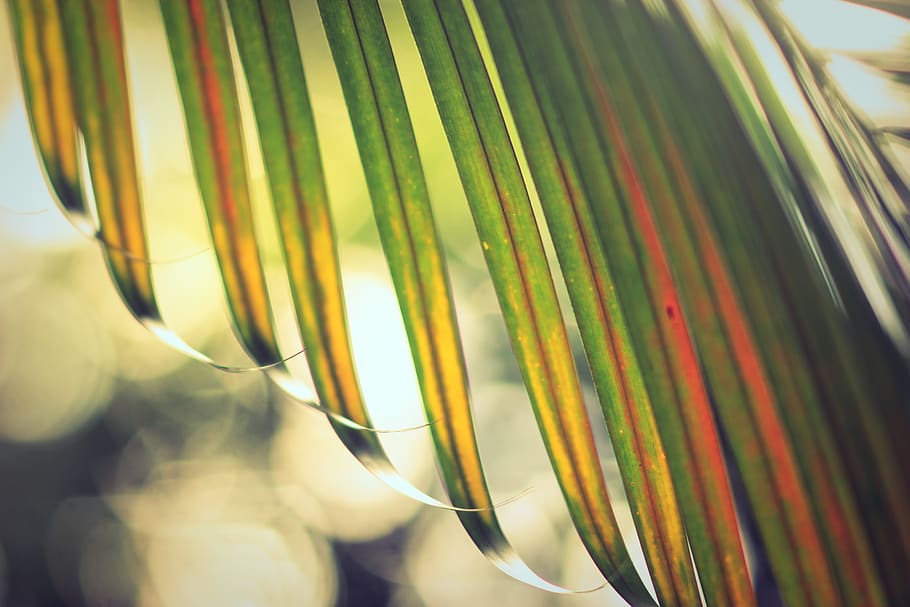 green, leaf, plant, nature, blur, close-up, focus on foreground, pattern, multi colored, selective focus