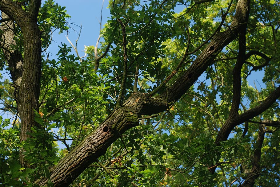 oak, tree, branches, sky, blue, leaves, oak tree, nesting, void, the nesting cavity