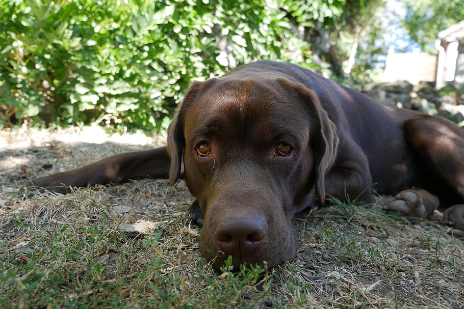 Brown dog. Круг с собакой в коричневых. Brown Dog Single-to-Dual.