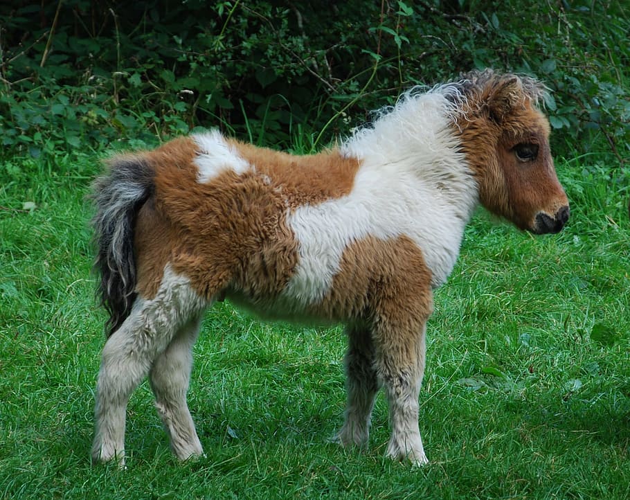 white, brown, foal, standing, grass, pony, animal, cute, dartmoor, devon