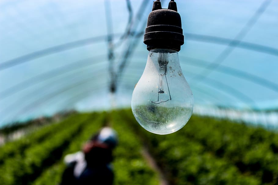 light bulb, incandescent, electric, lighting, nature, focus on foreground, glass - material, transparent, plant, lighting equipment