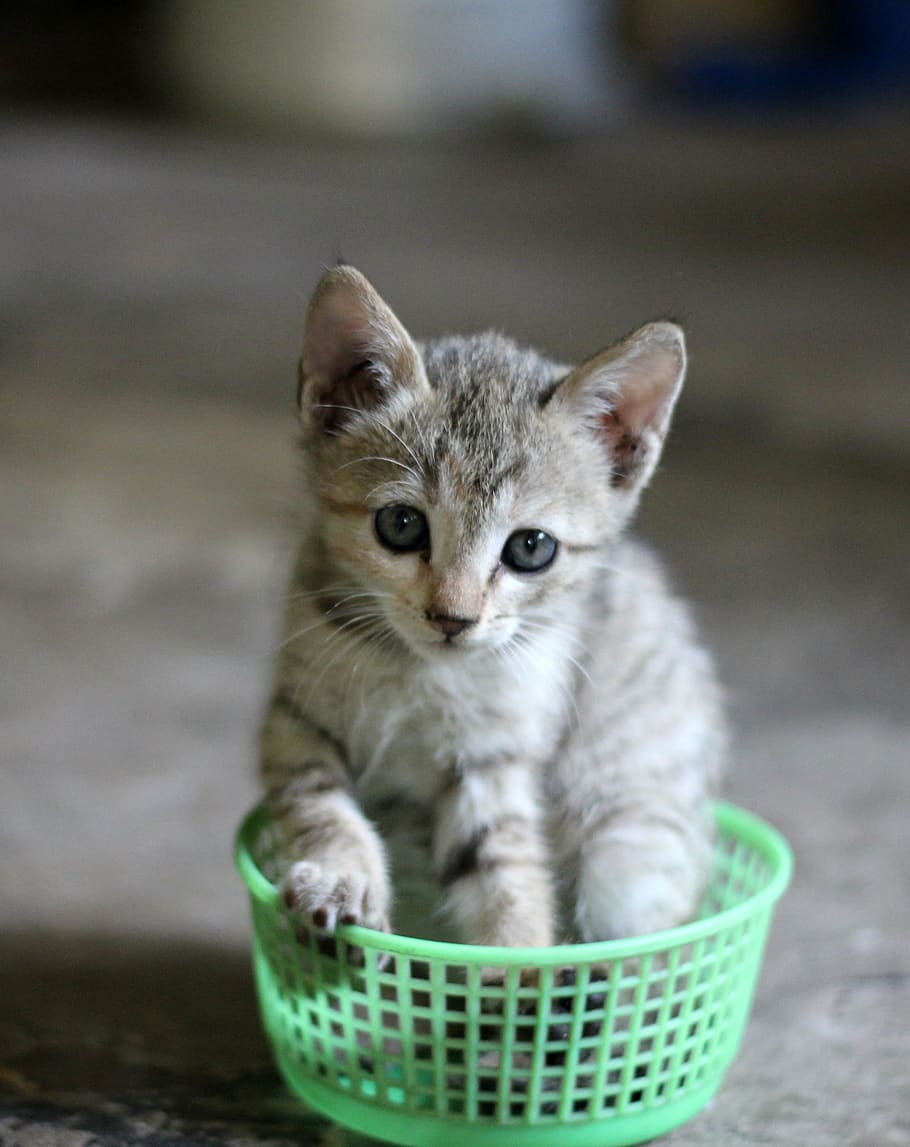 kitten, green, bowl, cat, basket, cute, pet, feline, animal, domestic Cat